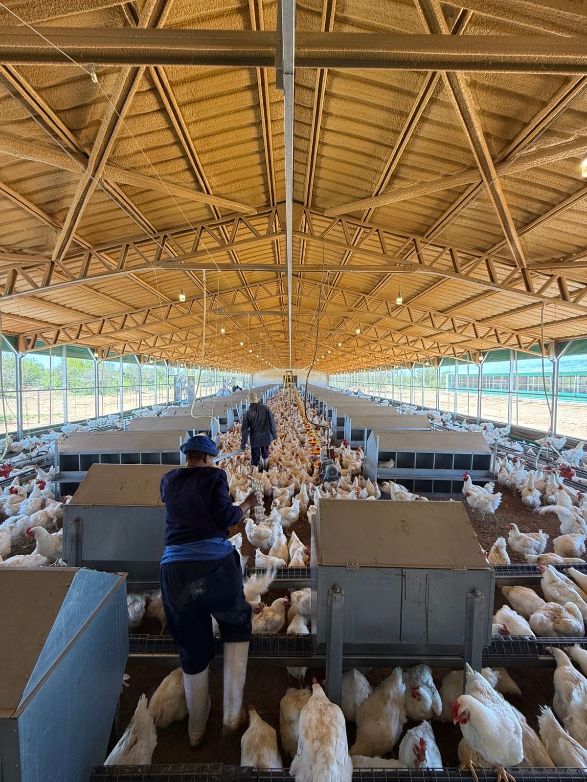 Poultry House – 40,000 Birds